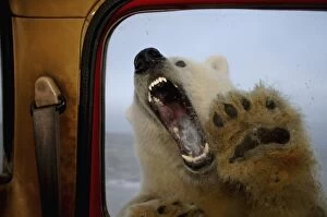 Images Dated 13th October 2005: polar bear, Ursus maritimus, tries to bite truck window, 1002 coastal plain of the