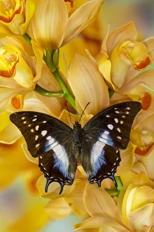 Polyura cognatus tropical butterfly on large golden cymbidium orchid Polyura cognatus tropical butterfly on large golden cymbidium orchid