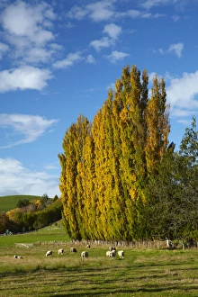 Poplar trees and farmland in autumn, near Lovells Flat, South Otago, South Island Poplar trees and farmland in autumn, near Lovells Flat, South Otago, South Island