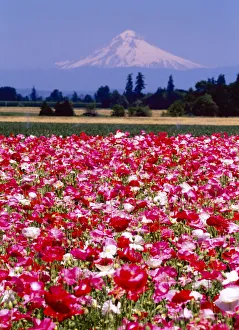 Poppy Field, Willamette, Mt. Hood, Oregon Valley Poppy Field, Willamette, Mt. Hood, Oregon Valley
