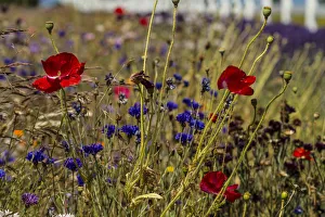 Port Angeles, Washington. Meadow of red poppies, blue bachelor buttons and other flowers Port Angeles, Washington. Meadow of red poppies, blue bachelor buttons and other flowers