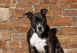 Portrait of an American Staffordshire Terrier sitting against a rock wall Portrait of an American Staffordshire Terrier sitting against a rock wall