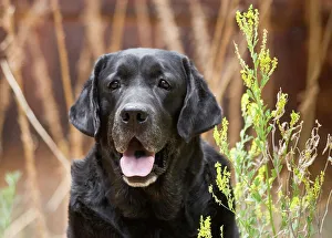 Portrait of a Black Labrador Retriever sitting by some yellow flowers Portrait of a Black Labrador Retriever sitting by some yellow flowers