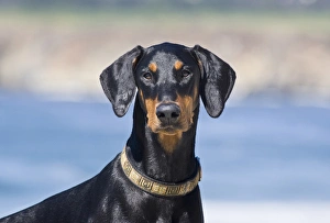 Portrait of a Doberman Pinscher with blue background Portrait of a Doberman Pinscher with blue background