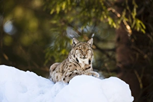 Portrait of Eurasian Lynx (Lynx lynx), subspecies carpathica, in winter and snow, captive Portrait of Eurasian Lynx (Lynx lynx), subspecies carpathica, in winter and snow, captive