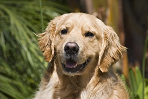 Portrait of a Golden Retriever sitting and smiling Portrait of a Golden Retriever sitting and smiling
