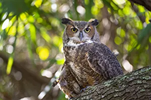 Portrait of a Great Horned Owl, perched in a tree Portrait of a Great Horned Owl, perched in a tree