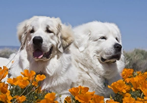 Portrait of two Great Pyrenees lying in a field of wild Poppy flowers in Antelope Portrait of two Great Pyrenees lying in a field of wild Poppy flowers in Antelope