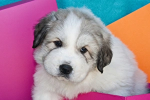 Portrait of a Great Pyrenees puppy with colorful background Portrait of a Great Pyrenees puppy with colorful background