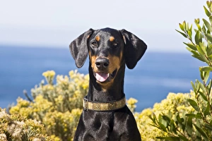 Portrait of a happy Doberman with surrounded by yellow flowers Portrait of a happy Doberman with surrounded by yellow flowers