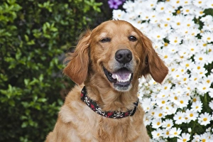 Portrait of a happy Golden Retriever in front of a bush of daisies Portrait of a happy Golden Retriever in front of a bush of daisies