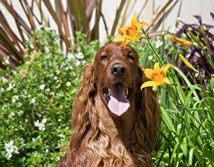 Portrait of an Irish Setter sitting next to yellow flowers Portrait of an Irish Setter sitting next to yellow flowers