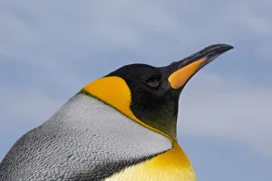 Portrait of a King penguin, Aptenodytes patagonica Portrait of a King penguin, Aptenodytes patagonica