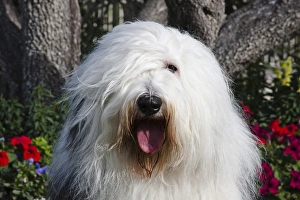 Portrait of an Old English Sheepdog sitting in front of flowers Portrait of an Old English Sheepdog sitting in front of flowers