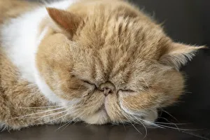 Portrait of a sleeping purebred exotic shorthair domestic cat Portrait of a sleeping purebred exotic shorthair domestic cat