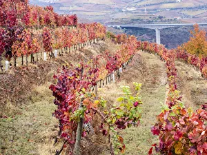 Portugal, Douro Valley. Vineyards in autumn, terraced on hillsides above the Douro River Portugal, Douro Valley. Vineyards in autumn, terraced on hillsides above the Douro River