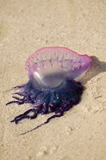 Portuguese Man o War Jellyfish (Pgysalia physalis) Turneffe Caye, Belize (RF) Portuguese Man o War Jellyfish (Pgysalia physalis) Turneffe Caye, Belize (RF)