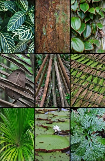 A poster featuring plants found in the Jungles of the Peruvian Rainforest A poster featuring plants found in the Jungles of the Peruvian Rainforest