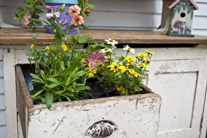 Potting bench with flowers in spring, Marion Co. IL Potting bench with flowers in spring, Marion Co. IL