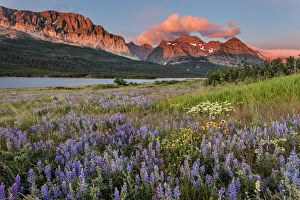 Prairie wildflowers in meadow in Glacier National Park, Montana, USA Prairie wildflowers in meadow in Glacier National Park, Montana, USA