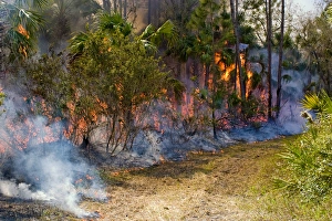 Prescribed fire in south Florida is responsible for fuel reduction Prescribed fire in south Florida is responsible for fuel reduction