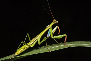 Preying mantis, Odzala - Kokoua National Park, Republic of Congo (Congo - Brazzaville) Preying mantis, Odzala - Kokoua National Park, Republic of Congo (Congo - Brazzaville)
