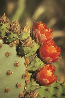 Sonoran Desert Plants Prints: Prickly pear cactus