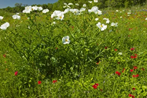 Prickly Poppy blooming in central Texas, spring Prickly Poppy blooming in central Texas, spring