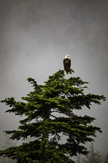 Prince William Sound, Alaska, Valdez, Bald Eagle perched on evergreen tree Prince William Sound, Alaska, Valdez, Bald Eagle perched on evergreen tree