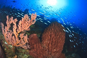 Profuse sea life, fusiliers and soft corals and sea fans, Gunung Api Island, Banda Sea Profuse sea life, fusiliers and soft corals and sea fans, Gunung Api Island, Banda Sea