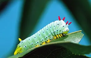 Prometheus Moth Caterpillar, Callosamia promethea, Eastern US Prometheus Moth Caterpillar, Callosamia promethea, Eastern US