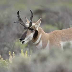 Pronghorn antelope buck feeding on sagebrush, Antilocapra americana, Grand Tetons NP Pronghorn antelope buck feeding on sagebrush, Antilocapra americana, Grand Tetons NP