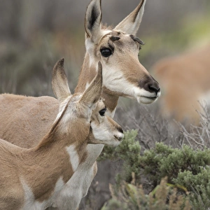Pronghorn antelope doe with this years fawn, Grand Tetons NP, Wyoming, wild Pronghorn antelope doe with this years fawn, Grand Tetons NP, Wyoming, wild