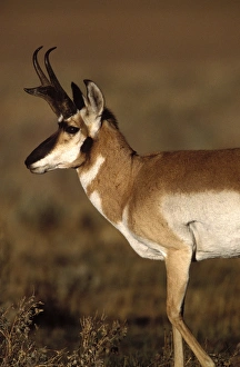 Pronghorn antelope in Grand Teton National Park Pronghorn antelope in Grand Teton National Park