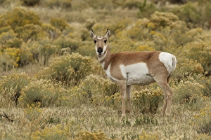 Pronghorn Antelope, Yellowstone National Park, Montana/Wyoming Pronghorn Antelope, Yellowstone National Park, Montana/Wyoming