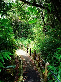Puerto Rico, Luquillo, El Yunque National Forest, Trail Puerto Rico, Luquillo, El Yunque National Forest, Trail