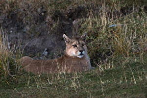 Puma (Felis concolor patagonica) waiting on fence line to hunt guanaco, Torres del Puma (Felis concolor patagonica) waiting on fence line to hunt guanaco, Torres del
