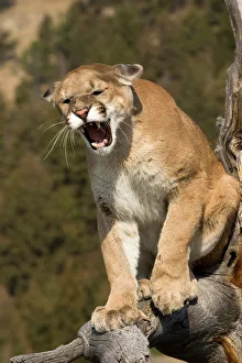 Prints of Puma or mountain lion, puma concolor, Captive - game farm model, Western WYO near Yellowstone NP, snarling aggressively while treed Mountain Lion Prints: Mountain Lion Print - Western Wyoming Game Farm