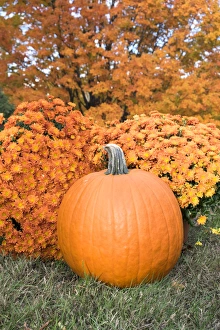 Pumpkin and Mums, Fall Foliage, Reading, Massachusetts, USA Pumpkin and Mums, Fall Foliage, Reading, Massachusetts, USA