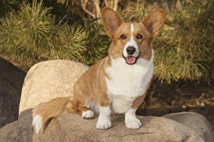 Purebred Cardigan Welsh Corgi sitting on rock Purebred Cardigan Welsh Corgi sitting on rock