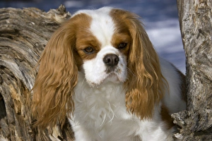 Purebred Cavalier King Charles Spaniel, head and shoulders Purebred Cavalier King Charles Spaniel, head and shoulders