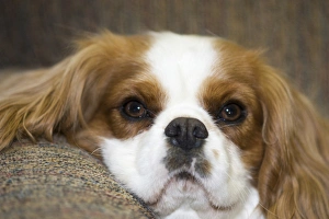 purebred cavalier king charles spaniel lounging on couch purebred cavalier king charles spaniel lounging on couch