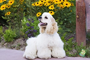 Cocker Spaniel Prints: Purebred Cocker Spaniel