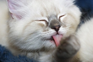 Purebred Rag Doll Cat , Blue point Licking paw Purebred Rag Doll Cat , Blue point Licking paw