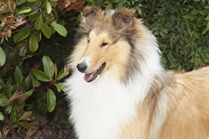 purebred rough collie head, shoulders in front of greenery purebred rough collie head, shoulders in front of greenery