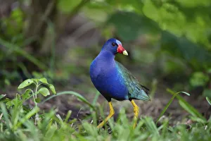 Purple gallinule (Porphyrula martinica) foraging Purple gallinule (Porphyrula martinica) foraging