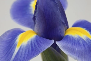 Nature's Colorful Blooms Prints: Purple iris