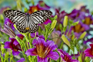 Purple painted tongue flowers and black striped tropical butterfly Purple painted tongue flowers and black striped tropical butterfly