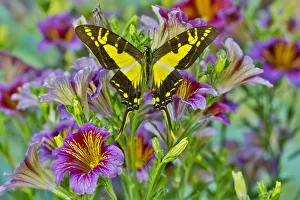 Purple painted tongue flowers with Eurytides thyastes butterfly Purple painted tongue flowers with Eurytides thyastes butterfly