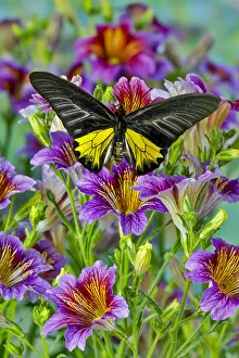 Purple painted tongue flowers and male birdwing butterfly, Troides aeacus thomsonii Purple painted tongue flowers and male birdwing butterfly, Troides aeacus thomsonii